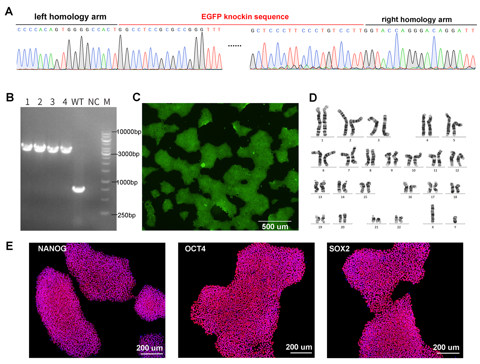 Validation of CRISPR knockin iPSC cell line